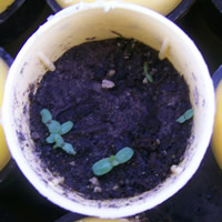Achillea millefolium germinant